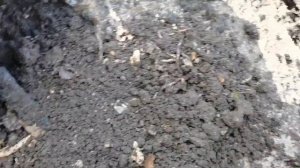 Биогумус. Идеальный грунт. Производство грунтов на св?