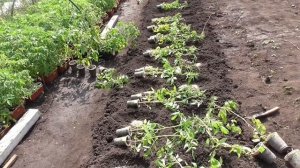 ВЫСАДКА В ОТКРЫТЫЙ ГРУНТ КРУПНОПЛОДНЫХ ТОМАТОВ. Ольга