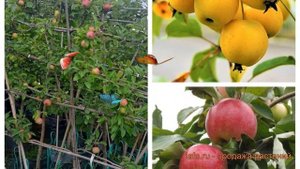 Яблоня плодовая Китайка золотая ранняя-Мелба 🌿 обзор