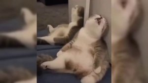 Спокойной ночи