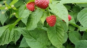 Малина "Пингвин"