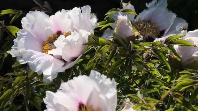 Ботанический сад цветение рододендронов смотреть онлайн