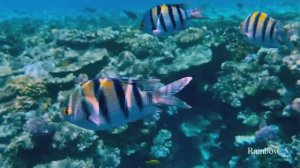 Relax // Journey to the Underwater World.