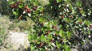 "Редкие растения..."