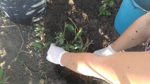 Посадка роз літом