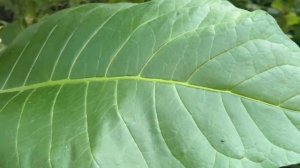 Табак-сбор урожая