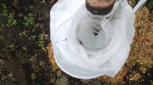 Укрытие инжира и граната на зиму