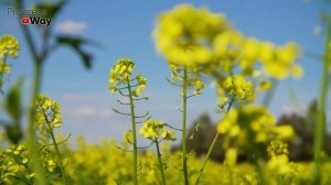 СРОЧНО ПОСЕЙТЕ ЭТОТ СИДЕРАТ ПОСЛЕ КАРТОШКИ! ПРОПАДУТ ?