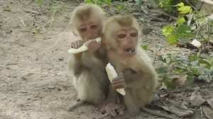 Обезьянки 2 сиротушки малышки одни в лесу Жмутся Пищат есть Покормили хлебом Себе не взяли Добрая ис