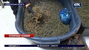 Выращивание конопли выдавали за рыбное фермерство в А