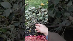 Клематисы, подготовка к зиме, продолжение 🌸🌸🌸