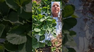 Сбор клубники на 13 августа 2024 г. Обзор сорт Фелисити, К?