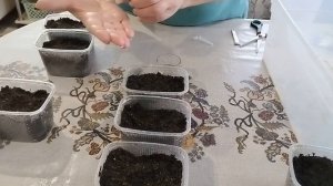 Посадка эустомы семенами в домашних условиях на расса