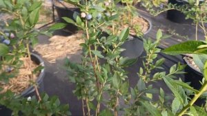 Голубика Талисман, Мегас Блю, Калипсо, Чандлер, Гербер?