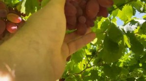 Виноград Богема на 12 августа 2025