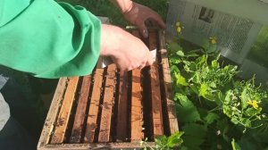 Как вывести маток. Простой способ переноса личинок. Пр