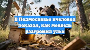 В Подмосковье пчеловод показал, как медведь разгромил ульи