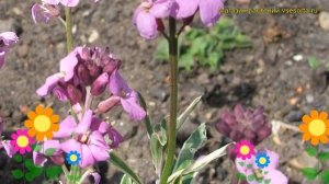 Желтушник льнолистный Вариегатум. Краткий обзор, опис