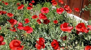 Агробизнес, семена цветов, Мак Турецкий Тюльпан, декор