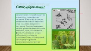 Размножение растений семенами биология 7 кл