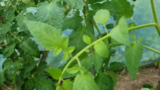 Какие листья обрезать у высокорослых помидор. смотреть онлайн