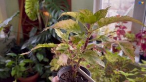 Колеусы зимой, мой уход и выращивание дома.