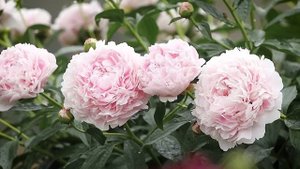 ПИОНЫ - 35 сортов в одном видео