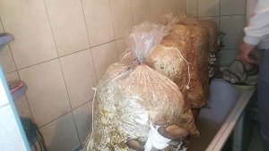 Выращивание грибов(вешенки)в домашних условиях.