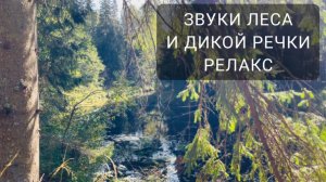 Антидепрессантное видео релакс лучше чем успокоительное средство. ЛЕС, река, рыбалка