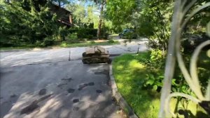 Газон на теневых участках || Какой сорт класть? Советы ?