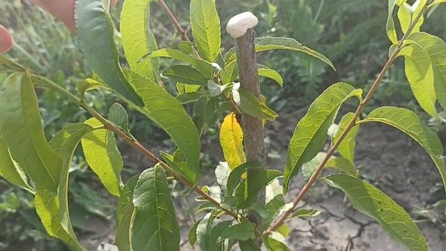 Саджанець Персика не Прокинувся! Що робити? смотреть онлайн