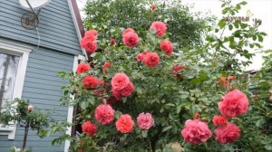 Анонс. Сад как искусство. Сезон 2. Канал Загородный