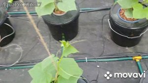 Гидропонная система Аквапот Клик 17 уход за огурцами