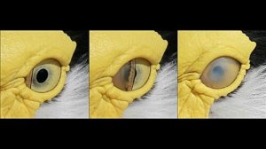 Земля не наш Дом. Доказательства. Часть 1. #альтернатив?