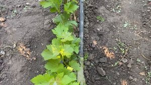 Как разогнать саженцы винограда в "школке". Подкормка,