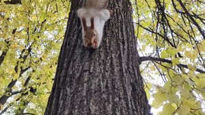 Летающая белка. Питание наперегонки.