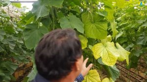 Лучший огурец в холодную погоду - Кристина F1