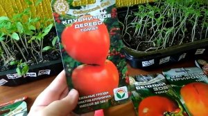 Пикировка рассады томатов 2017