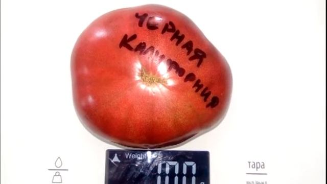 Томат Черная Калифорния Black California смотреть онлайн