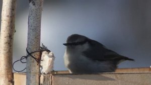 Поползень в кормушке