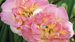 Лилейник гибридный Лейси Дойли (lacy doily) 🌿 обзор: как са