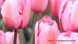 Тюльпан гибридный Пинк Импрешн 🌿 обзор: как сажать, л?