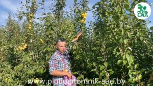 🍏 Яблоня БАНАНОВОЕ. Сорт зимнего срока созревания. ?