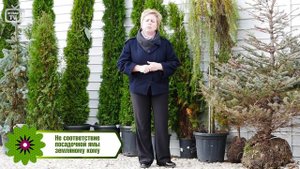 Хвойники в саду - Посадка хвойников.