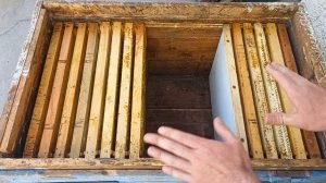 Выводим вторую матку в лежаке. Роения не будет!