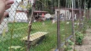 Что делать для вызревания лозы на однолетних саженцах