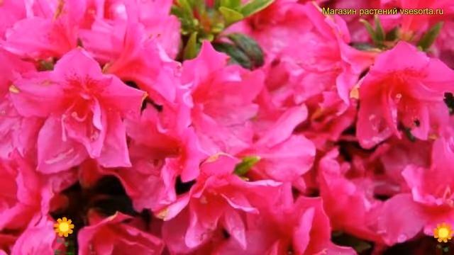 Рододендрон тупой Мелина. Краткий обзор, описание хар? смотреть онлайн