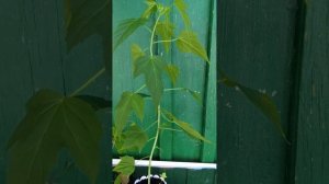 КРАСАВЕЦ ГИБИСКУС ИЗ ЧЕРЕНКА.КАК СОХРАНИТЬ ДО ВЕСНЫ.