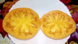 Томат Желтый немецкий Йодера Yoder’s German Yellow