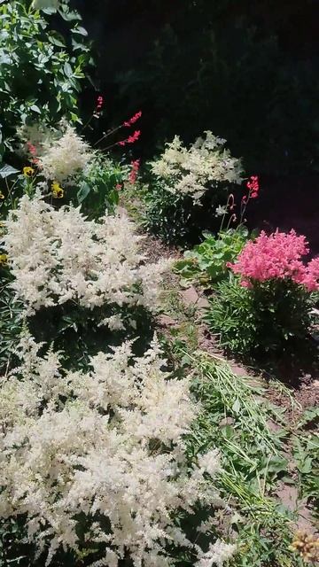 тысячелистник жемчужный, флоксы, хоста голубая, гейхе? смотреть онлайн